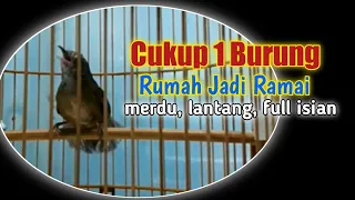 wambi mini gacor full isian volume keras dan lantang master ampuh