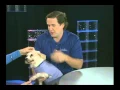 Humane Society of St Lucie County Adopt-a-Pet Dolly