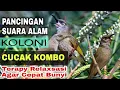 Download Lagu PANCINGAN SUARA ALAM II KOLONI CUCAK KOMBO