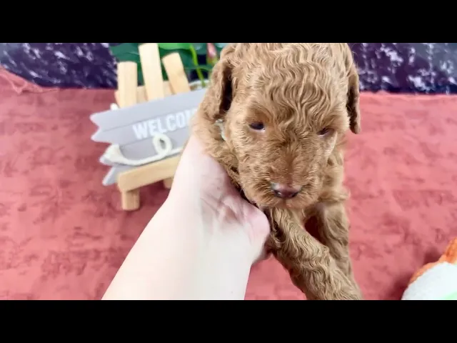 動画
