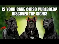 Is Your Cane Corso Puppy Purebred Here s How To Tell
