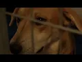 Springfield s Rescue One searching for homes for more than 60 dogs rescued from home in May