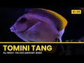 TOMINI TANG The Underrated Algae-Eating Machine All About Documentary Series