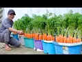 How To Grow Carrots At Home Very Simple Every Season Has Clean Carrots To Eat
