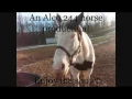 Found a horse I know on Craigslist