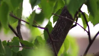 لعشاق طلب خاص الفنان ود البكري أوعديني 