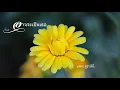 อาจจะเป็นเธอ ❀ สุธาสินี พุทธินันทน์