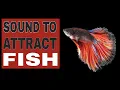Download Lagu Suara Untuk Menarik Ikan (DIJAMIN)