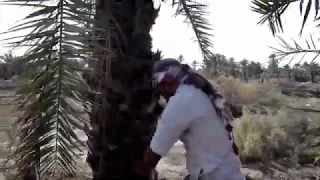 فيلم الكنز خيانة الصديق دندنها