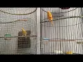 Download Lagu Duet muat malu malu sijambrong \u0026 isable di pagi hari#kenari #burung