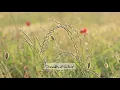 Download Lagu Surah 053 | An Najm | Beautiful Scenery | Abdul Rehman Al Sudais | The Holy Quran