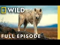 Who is the Wolf Queen Full Episode Kingdom of the White Wolf Nat Geo Animals