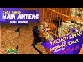 Download Lagu Settingan murai batu ngejar lawan / nempel jeruji agar main anteng