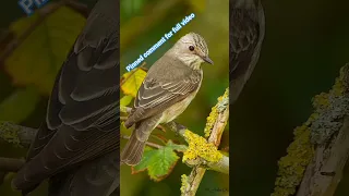 Willow Flycatcher آكل الذباب إباش Subscribe Like Share Hunting Bird Birdsounds عصفور عصفور 