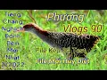 Download Lagu Tiếng Chim Chằng Nghịch Đánh Đêm Mới Nhất 2/2022 ( File Kép ) Tiếng Mới Hủy Diệt_Phương vlogs 90
