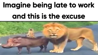 Animal Memes