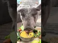 Kalan Rylee at The Rylee Ranch Merida the pig gets fed a huge lunch Pig eating produce