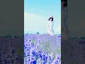Download Lagu Paarse lavendel in Xinjiang 💜#xinjiang #xinjiangtravel