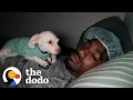 Colorado Football Player Finds Dog While Hiking The Dodo