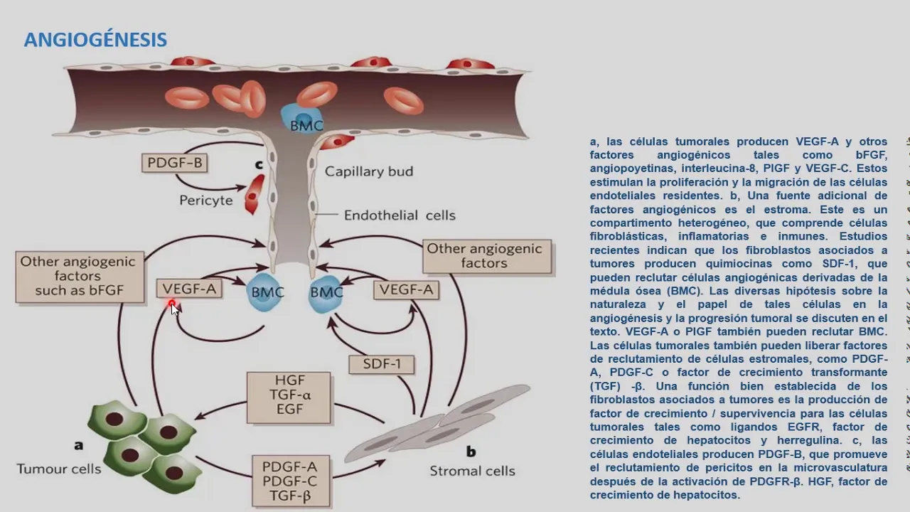 Metastasis Angiogenesis