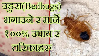 bedbugs in nepali 
