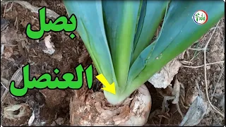بصل العنصل نبات فوائده الطبية مذهلة   لكن الحذر ثم الحذر من خطورة العلاج العشوائي ببصل العنصل دندنها