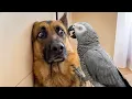 Lagu This Dog Didn’t Expect The Parrot To Do THIS 😂🦜 Funniest Parrot Moments EVER 😂