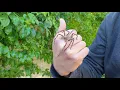 Rain Spider Palystes sp harmless