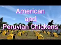 EP464 American and Peruvian Chickens
