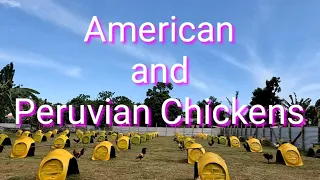 EP464 American and Peruvian Chickens