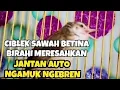 Download Lagu Suara Prenjak Klik BETINA ngesrek birahi memanggil jantan auto ngamuk nembak nembak