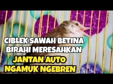 Download MP3 Suara Prenjak Klik BETINA ngesrek birahi memanggil jantan auto ngamuk nembak nembak