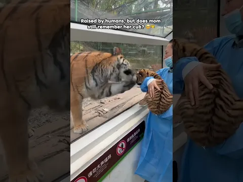 A human-raised tiger cub visits its real family!❤️Do tiger parents recognize their human-raised baby