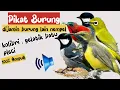 Download Lagu Suara pikat pleci gelatik batu rambatan | Burcil lain ikut nyamber | pikat anti zonk | suara jernih
