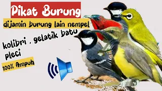 suara pikat pleci gelatik batu rambatan burcil lain ikut nyamber pikat anti zonk suara jernih