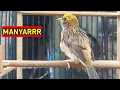 Lagu suara burung manyar belajar bunyi gacor