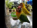 Lagu lovebird jantan konslet