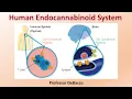 Human Endocannabinoid System