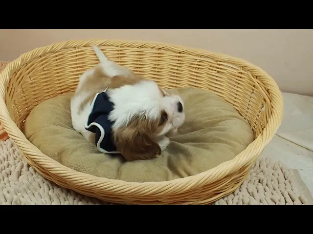動画