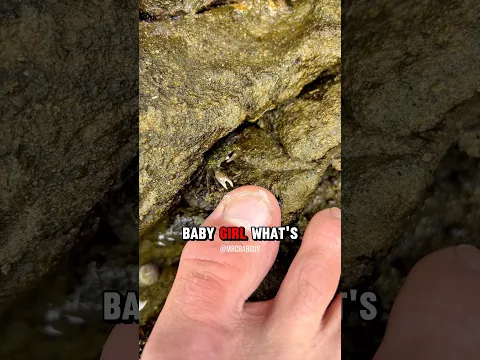 Crab SINGS Your Favorite Song