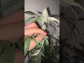 Indoor Grow flower week 6 Gushmints from Purple City Genetics