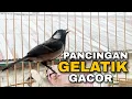 Download Lagu PANCINGAN GELATIK BATU ASLI SUARA ALAM