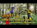 Download Lagu SUARA PIKAT SOGON TERBARU KHUSUS BURUNG YANG SUSAH TURUN