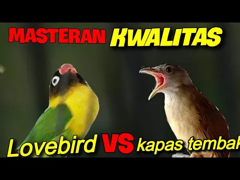 Download MP3 MASTERAN KWALITAS !! LOVEBIRD VS KAPAS TEMBAK DURASI 1Jam