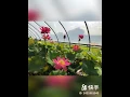 Lotus paradise during last summer time