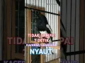 Download Lagu TIDAK SAMPAI 7 DETIK KACER MANAPUN LANGSUNG NYAUT, PANCINGAN KACER GACOR JUARA