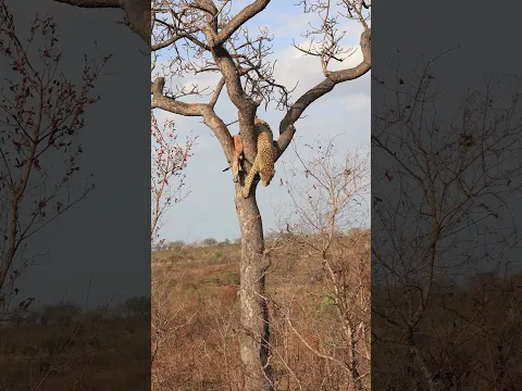 Leopard Descends From Its Kill!