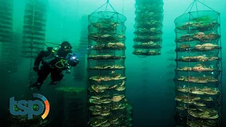 Ada Peternakan Terbesar di Bawah Laut? Inilah Hal-Hal Gak Lazim yang Pernah Ditemukan di Bawah Laut
