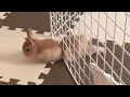Download Lagu Pet Escape Artists | Funny Pet Video Compilation | The Pet Collective