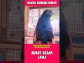 Lagu SUARA BURUNG BUBUT SERAM  #suaraburung #suarahewan #duniahewan #burung #hewanpeliharaan #shorts